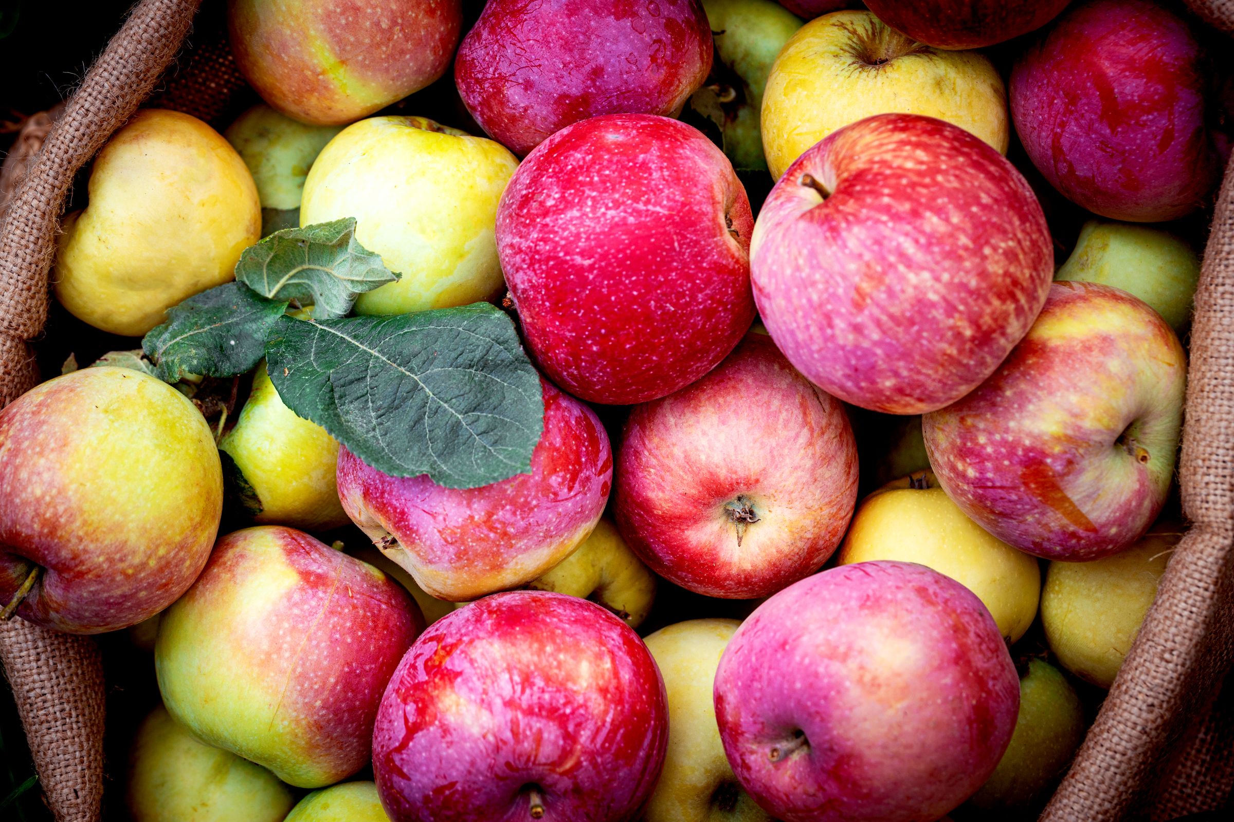 Trump’s tariffs are threatening America’s apple juice supply chain.