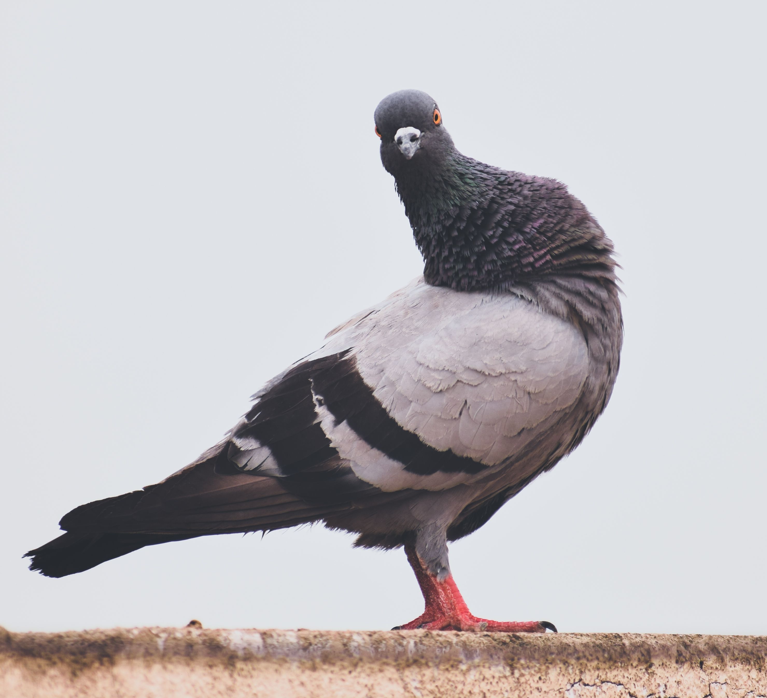 Why Pigeons at Rest Are at the Center of Complexity Theory