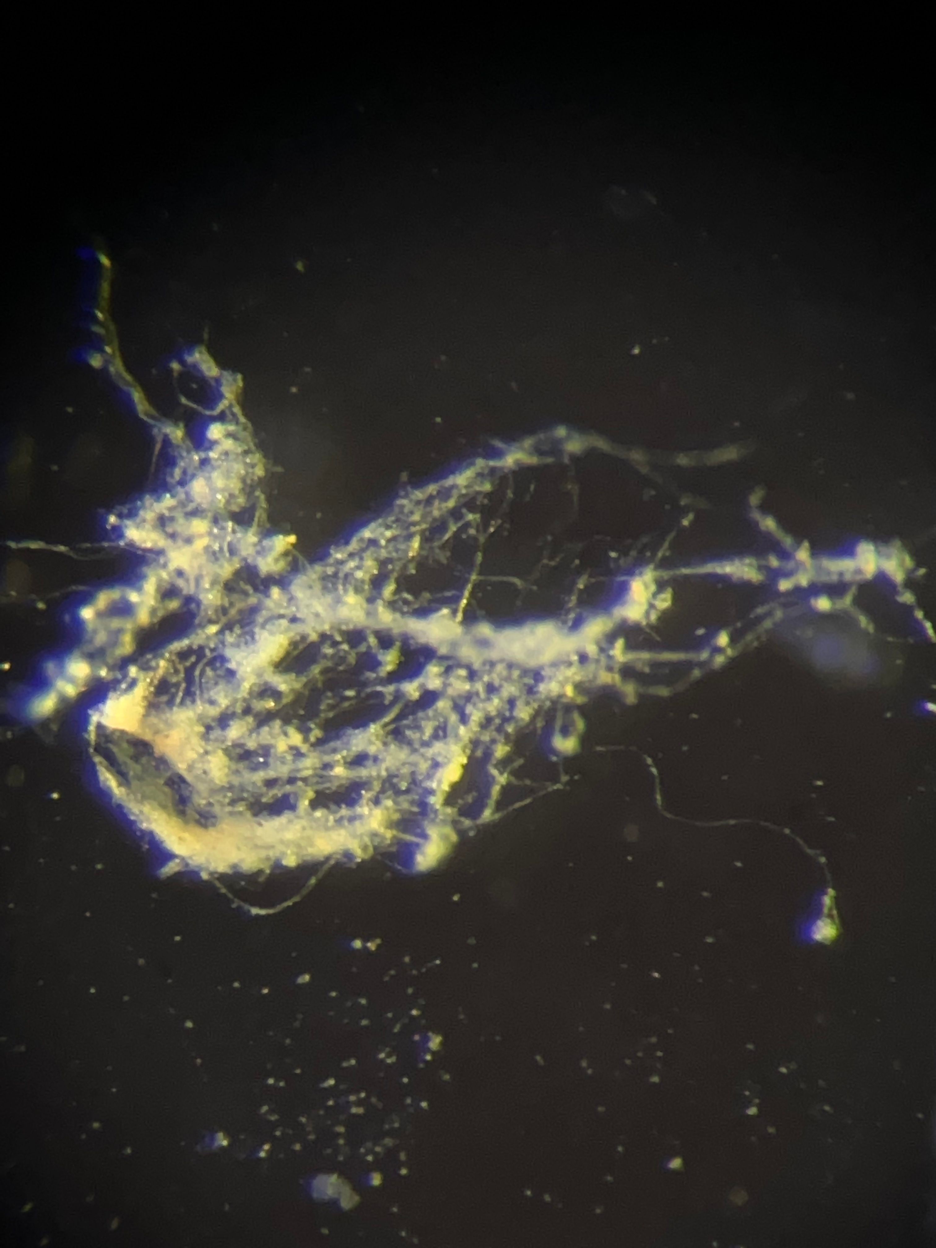 Scientists have just discovered a new type of electricity-conducting bacteria.